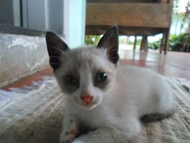 Gato ra a Vira lata idade Abaixo de 2 meses nome Sem Nome