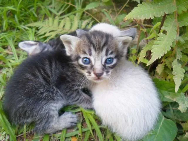 Gato ra a Vira lata idade Abaixo de 2 meses nome Sem Nome