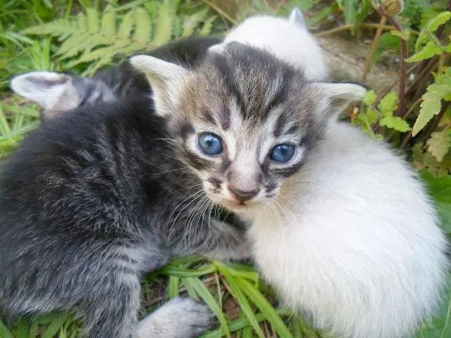 Gato ra a Vira lata idade Abaixo de 2 meses nome Sem Nome