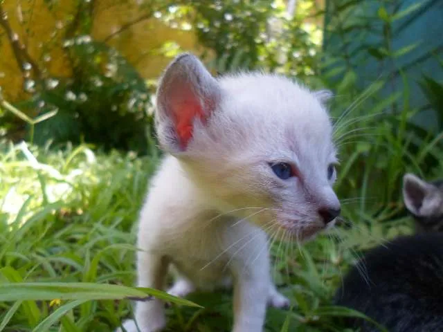 Gato ra a Vira lata idade Abaixo de 2 meses nome Sem Nome