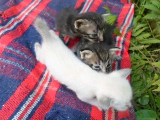 Gato ra a Vira lata idade Abaixo de 2 meses nome Sem Nome