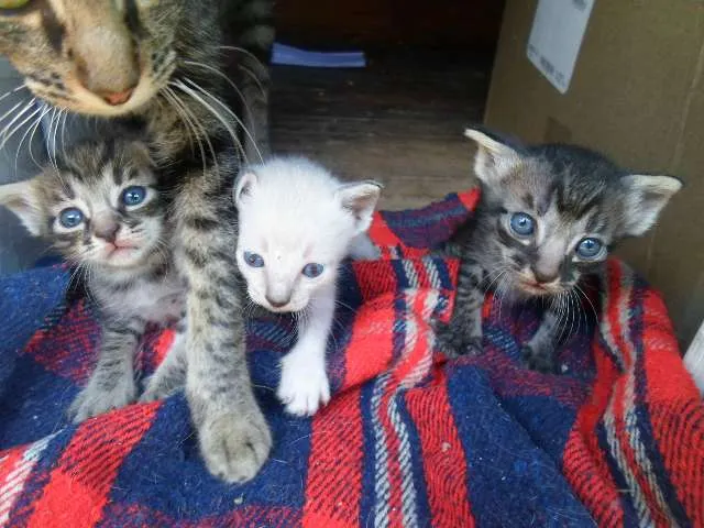 Gato ra a Vira lata idade Abaixo de 2 meses nome Sem Nome