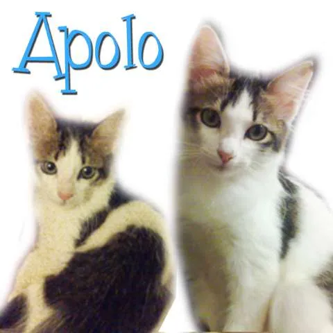 Gato ra a SRD idade 2 a 6 meses nome **Apolo**