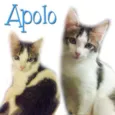 **Apolo**