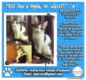 Gato raça SRD idade 2 a 6 meses nome **Apolo**