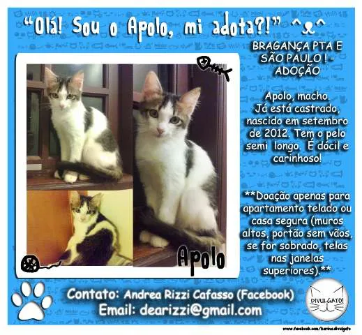 Gato ra a SRD idade 2 a 6 meses nome **Apolo**