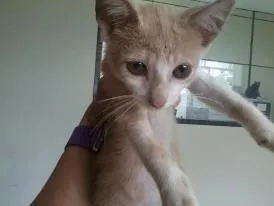 Gato ra a SRD idade  nome Vários