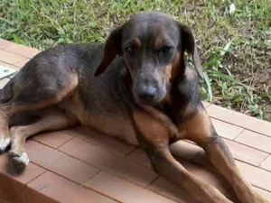 Gato raça SRD idade  nome Vários