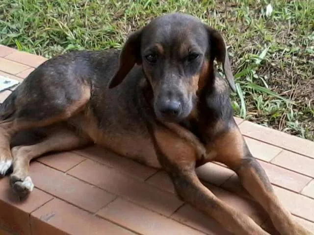 Gato ra a SRD idade  nome Vários