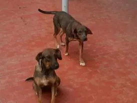 Gato ra a SRD idade  nome Vários