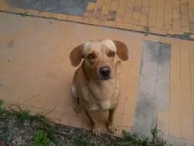 Gato ra a SRD idade  nome Vários