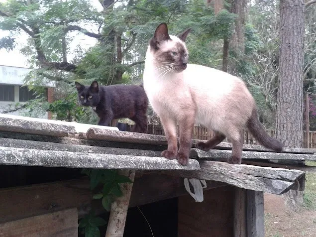 Gato ra a SRD idade  nome Vários