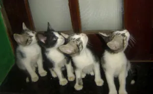 Gato raça SRD idade Abaixo de 2 meses nome sem nome