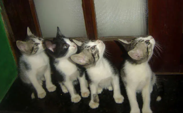 Gato ra a SRD idade Abaixo de 2 meses nome sem nome
