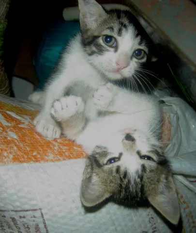 Gato ra a SRD idade Abaixo de 2 meses nome sem nome