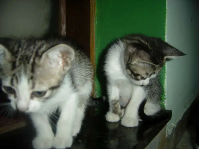 Gato ra a SRD idade Abaixo de 2 meses nome sem nome