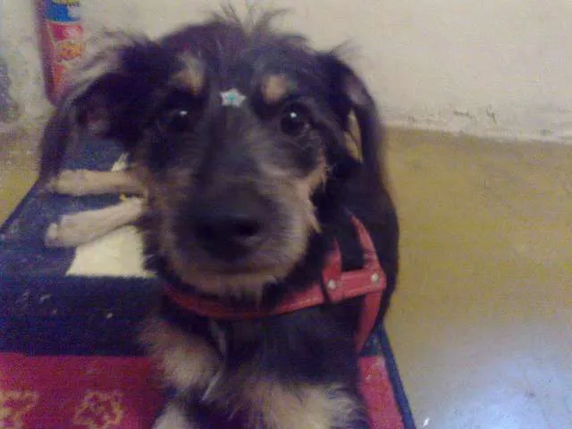 Cachorro ra a SRD idade 7 a 11 meses nome Fiapo