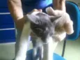 Melzinho, Cintia e