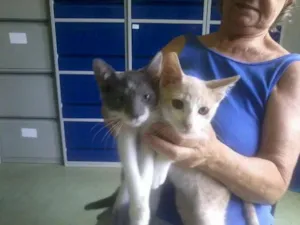 Gato raça SRD idade  nome Melzinho, Cintia e 