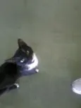 Melzinho, Cintia e 