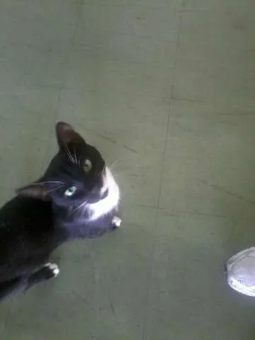 Gato ra a SRD idade  nome Melzinho, Cintia e 