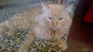 Gato raça Tigrada idade 2 anos nome Garfield KA