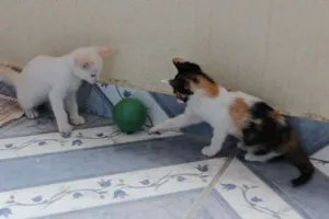 Gato raça SRD idade 2 a 6 meses nome sem nome