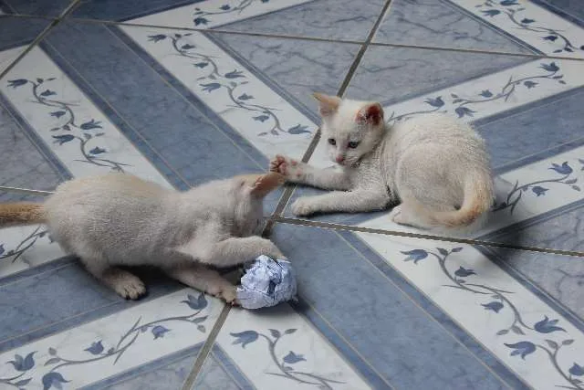 Gato ra a SRD idade 2 a 6 meses nome sem nome