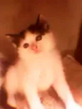 Gatinhos peludos