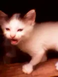 Gatinhos peludos