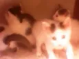 Gatinhos peludos