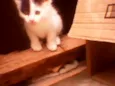 Gatinhos peludos