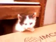 Gatinhos peludos