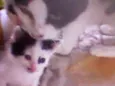Gatinhos peludos