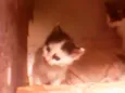 Gatinhos peludos
