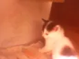 Gatinhos peludos