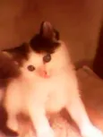 Gatinhos peludos