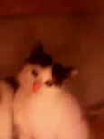 Gatinhos peludos