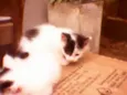 Gatinhos peludos