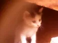 Gatinhos peludos