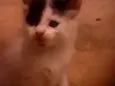 Gatinhos peludos