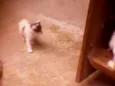 Gatinhos peludos