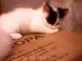 Gatinhos peludos