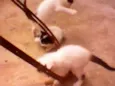 Gatinhos peludos