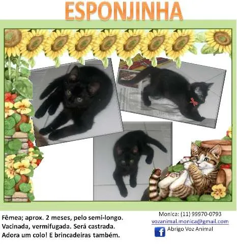 Gato ra a SRD idade 2 a 6 meses nome ESPONJINHA