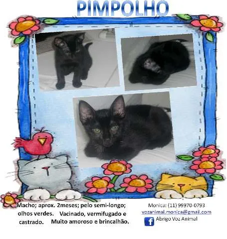Gato ra a SRD idade 2 a 6 meses nome PIMPOLHO
