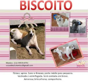 Cachorro raça SRD idade 2 anos nome BISCOITO