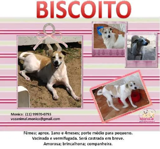 Cachorro ra a SRD idade 2 anos nome BISCOITO