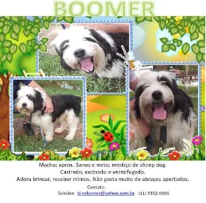 Cachorro raça MEST. SHEEP DOG idade 3 anos nome BOOMER