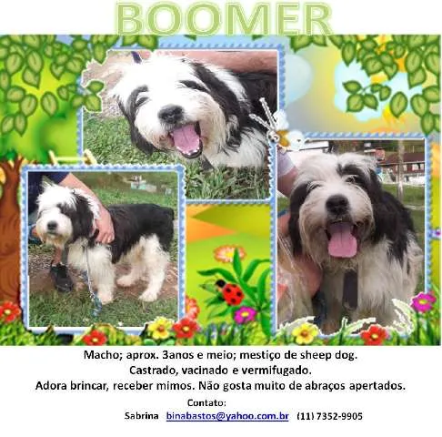 Cachorro ra a MEST. SHEEP DOG idade 3 anos nome BOOMER